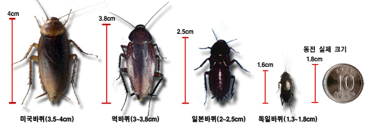 바퀴벌레 주요 4종